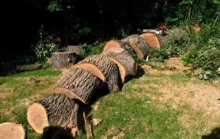 arbre abattu et tronc coupé